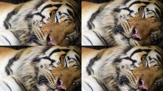 老虎睡觉打盹胡子胡须