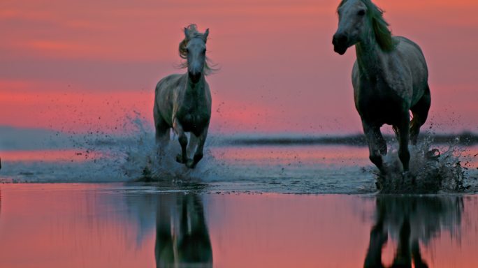 黄昏时一群马在海滩上浅水中奔跑的超慢镜头