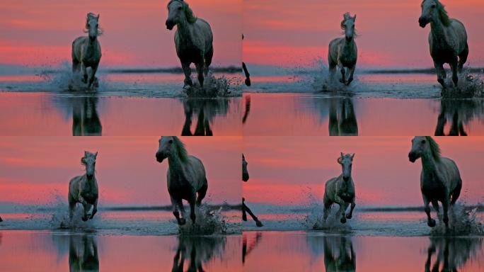 黄昏时一群马在海滩上浅水中奔跑的超慢镜头