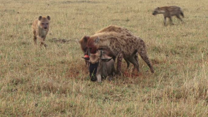 鬣狗捕猎非洲草原鬣狗捕猎弱肉强食