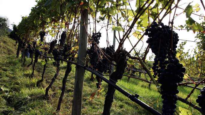 红酒庄园里的葡萄种植地