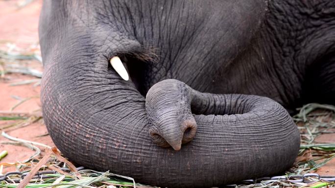 大象鼻子的特写镜头