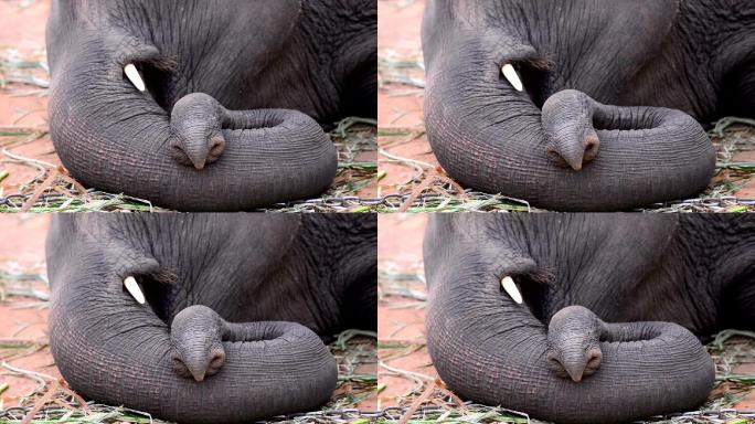 大象鼻子的特写镜头