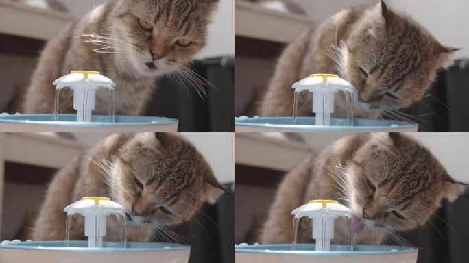 猫从宠物饮水机喝水。