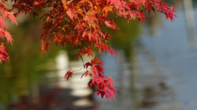 红叶秋季秋景落叶水面湖面唯美景色