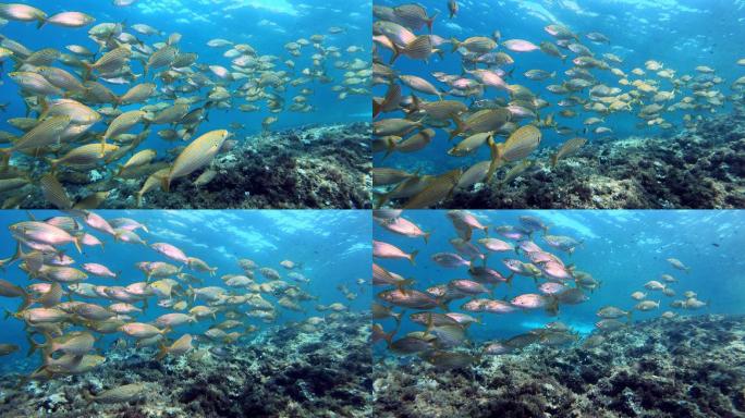 水下海洋生物潜水深潜鱼群生态咸水鱼科普馆