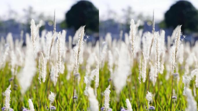 4K竖屏空镜植物花卉白茅随风摆动