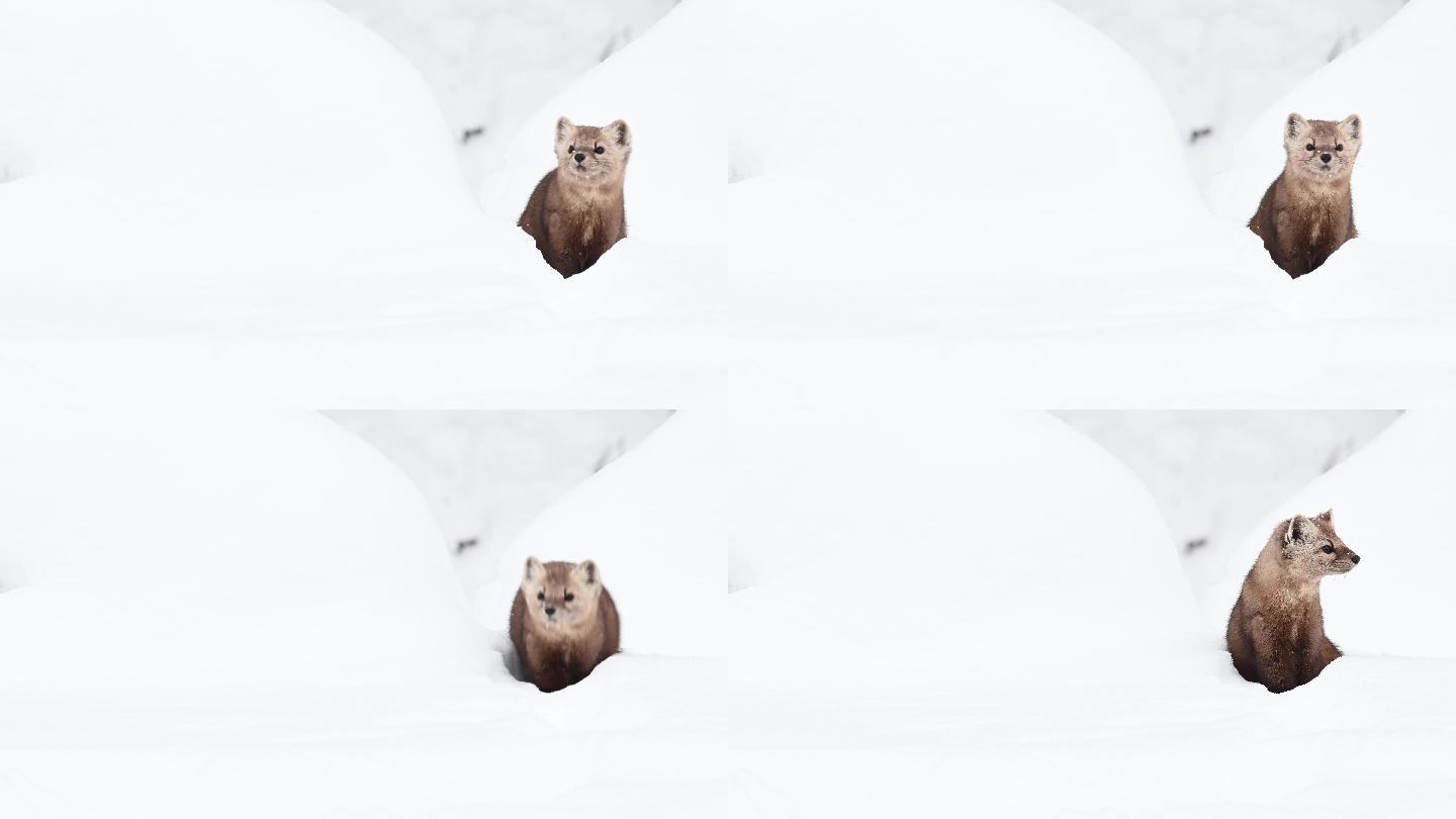 美洲貂冰天雪地野外觅食生存环境