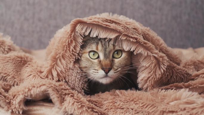 猫躲在柔软的毯子下面