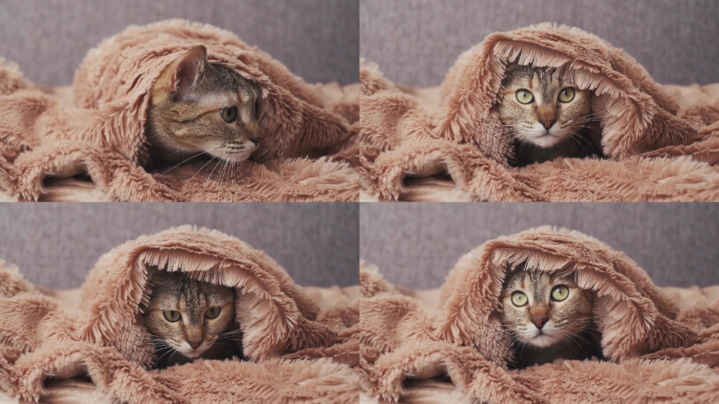 猫躲在柔软的毯子下面