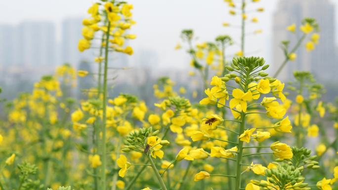 油菜花蜜蜂采蜜