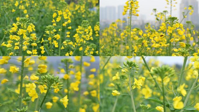 油菜花蜜蜂采蜜