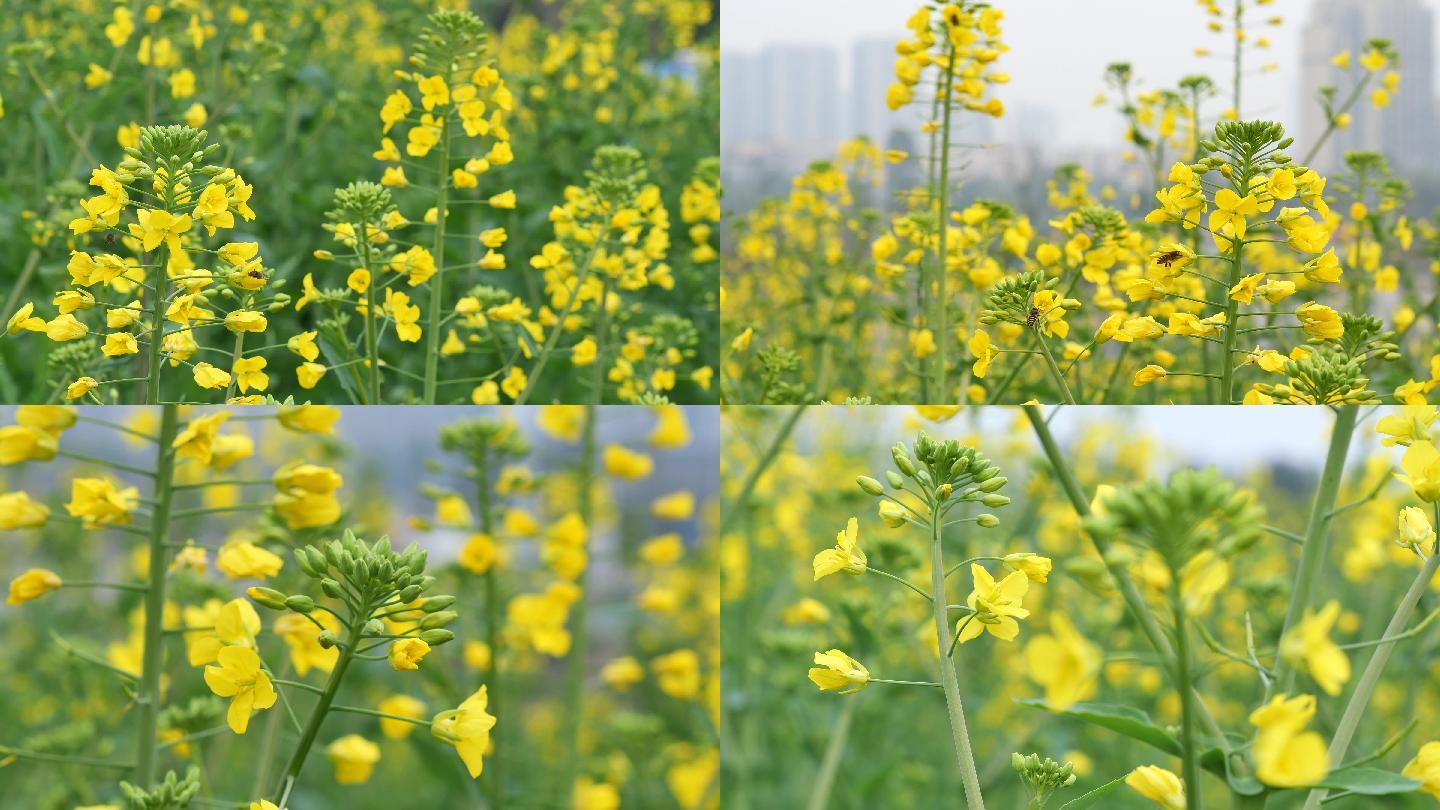 油菜花蜜蜂采蜜