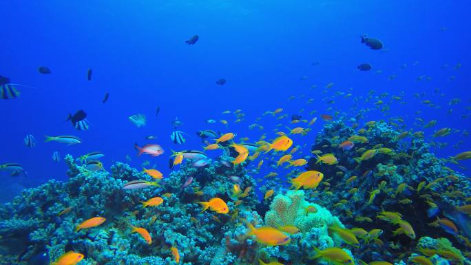热带水下暗礁海鱼海下鱼群水底