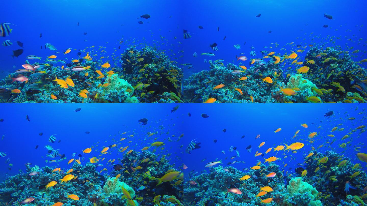 热带水下暗礁海鱼海下鱼群水底