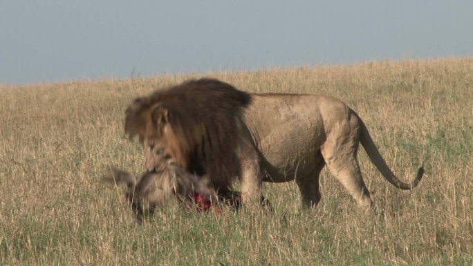 狮子捕杀猎物