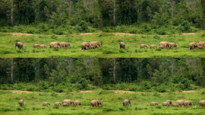 奎布里亚洲野生大象