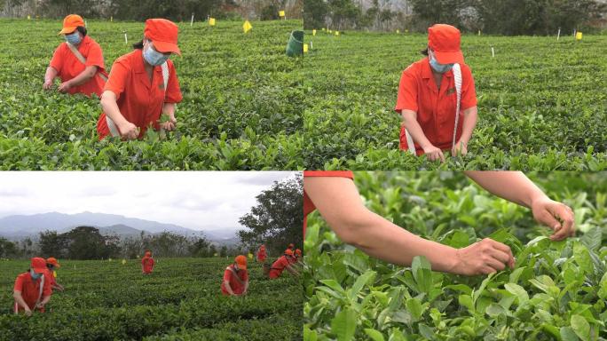海垦茶业集团茶园采茶