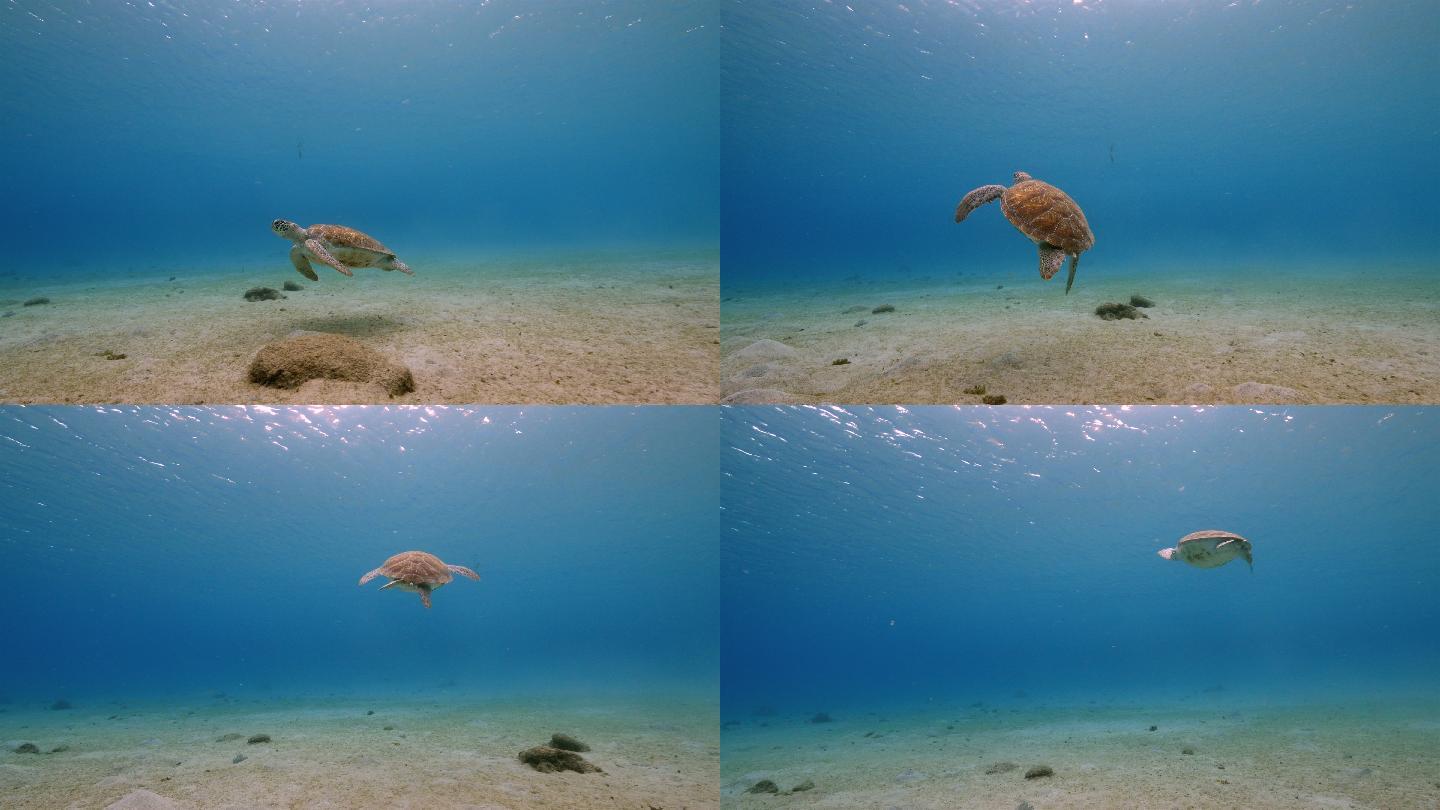 海中游动的海龟水中浅海潜海