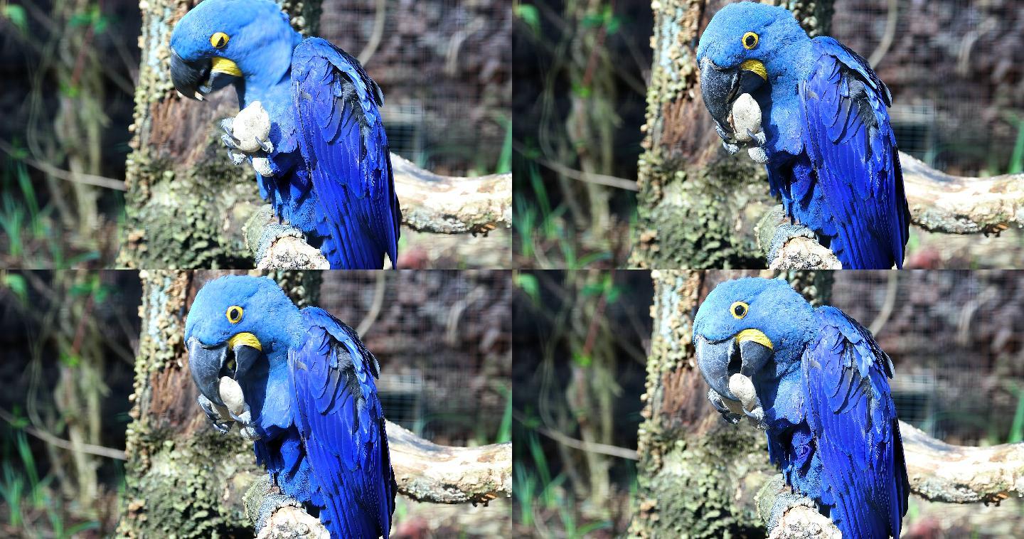 美丽的蓝色鹦鹉