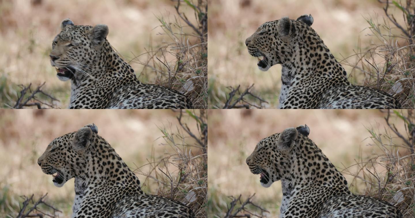 博茨瓦纳丛林中休息的雌性豹子