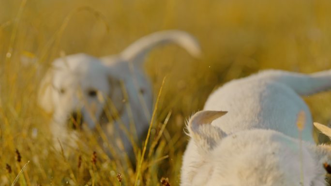 草地上的狗狗金毛猎犬狗