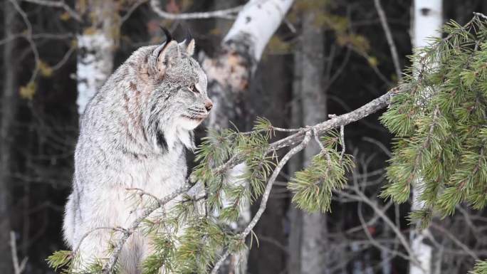 野生加拿大猞猁野外户外森林树林凶猛凶狠