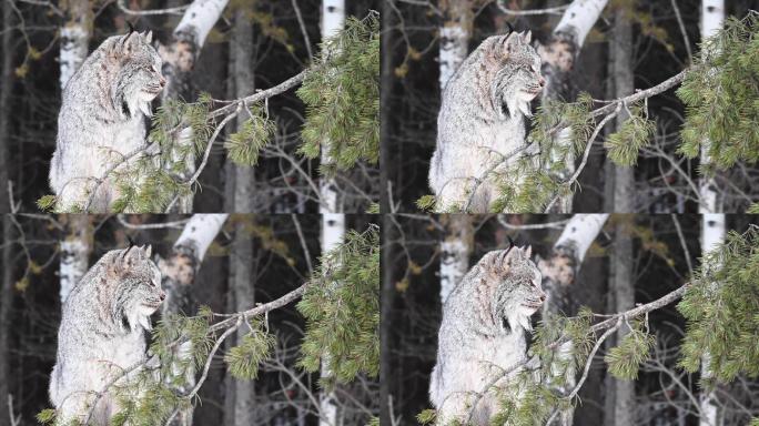 野生加拿大猞猁野外户外森林树林凶猛凶狠