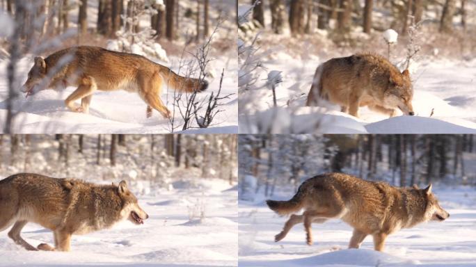 狼在冬季森林的雪地里慢动作奔跑