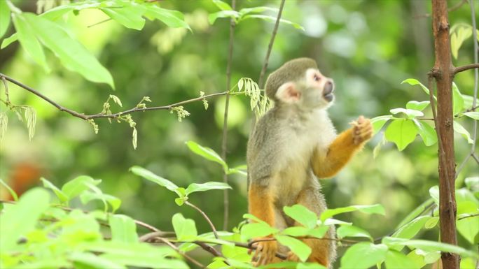 松鼠猴卷尾猴南美洲小型猴类