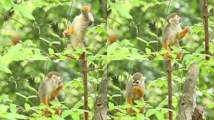 松鼠猴卷尾猴南美洲小型猴类