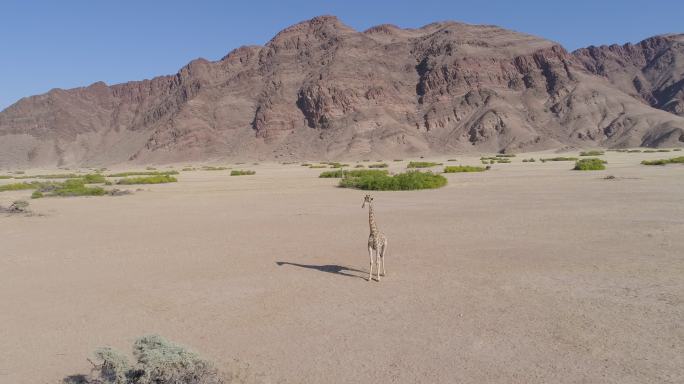 一只沙漠长颈鹿非洲野生动物航拍