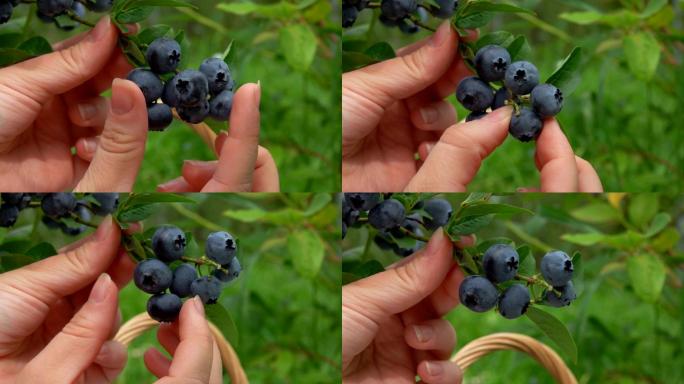 蓝莓采摘水果慢动作入水创意特写主图视频