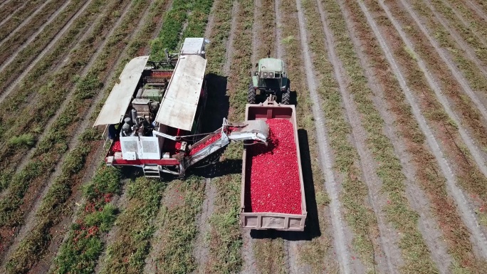 番茄收割机正在农田工作