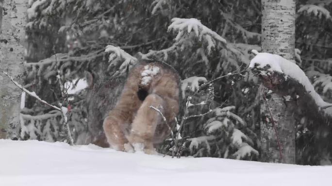 猞猁大雪飘雪寒冬野外