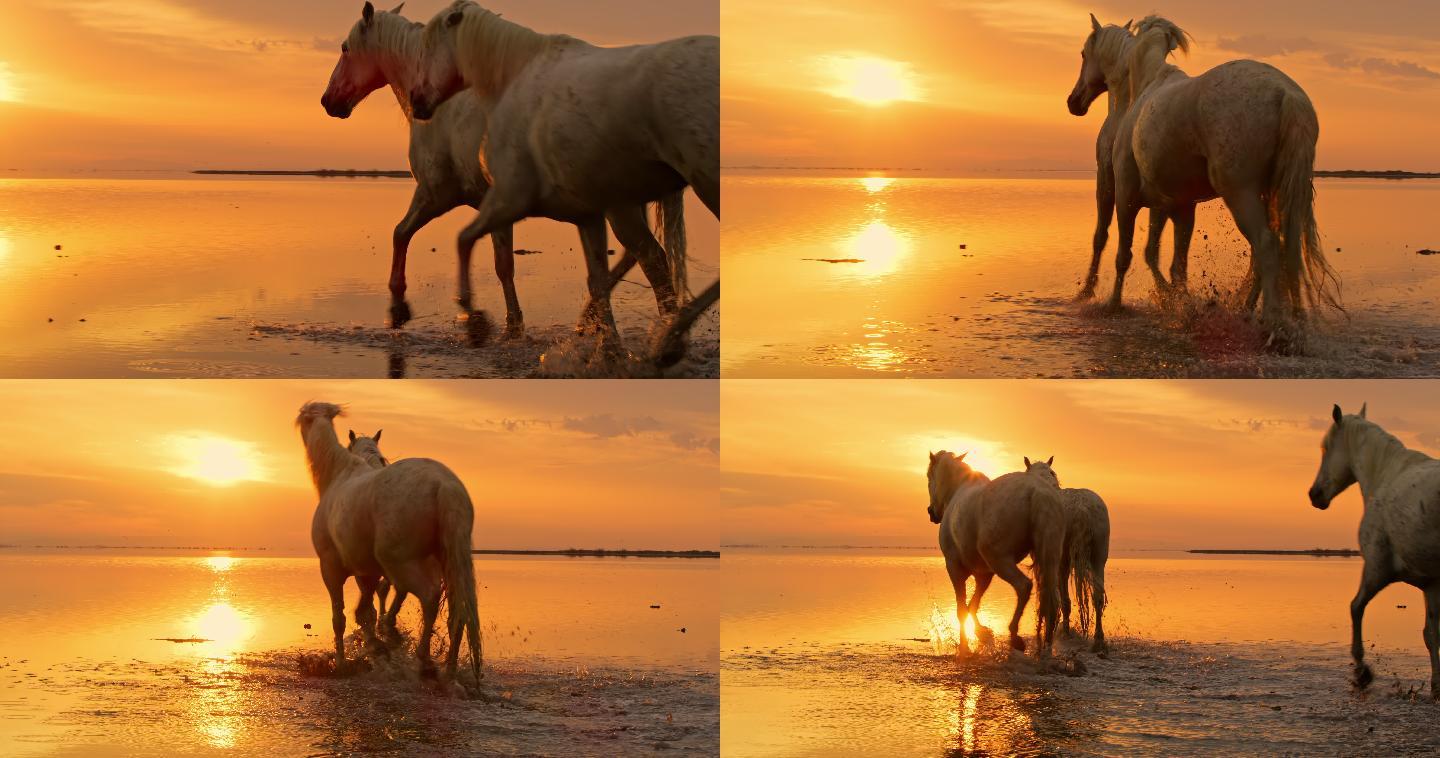 日落时四匹卡玛格马在海滩上行走