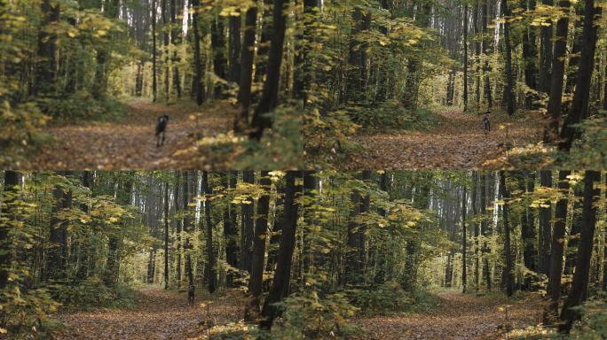 猎狗在秋天的森林里快快乐乐地奔跑