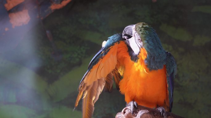 彩色的羽毛鹦鹉展开翅膀保护动物 (1)