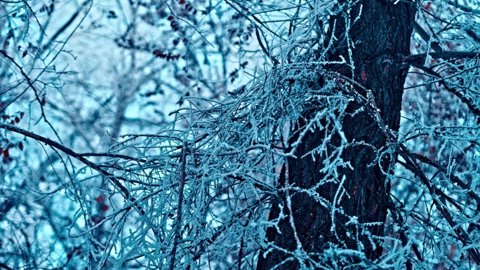 4K雾凇雪景 树挂