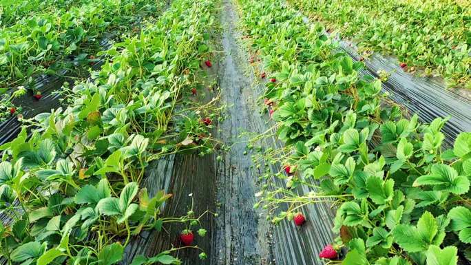 新鲜草莓，温室大棚经济素材