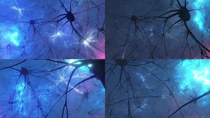 神经元和突触活动的动画。