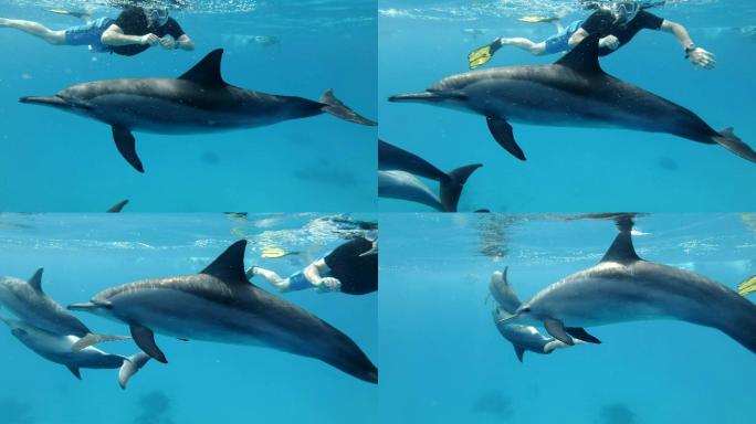 海豚潜水潜泳海底世界大海水中