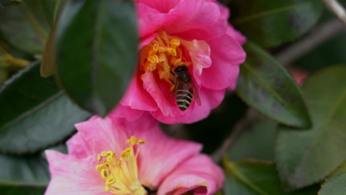 粉色红色茶花蜜蜂采蜜特写花期蜜源赏花出游