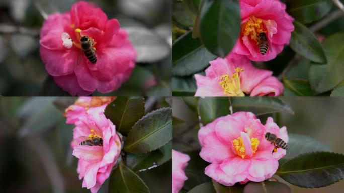 粉色红色茶花蜜蜂采蜜特写花期蜜源赏花出游