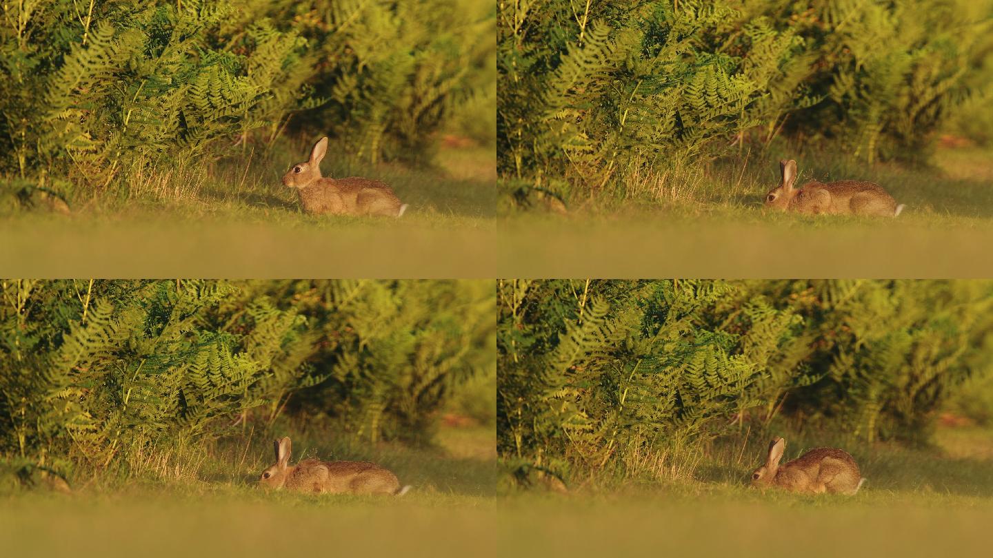 野兔在草地上吃草野生动物世界国家保护大自