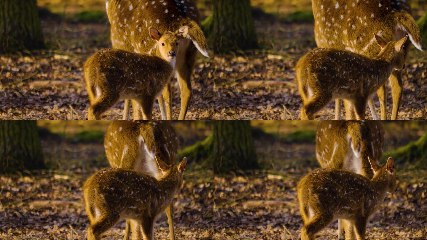 小鹿的特写镜头雄鹿公鹿动物园实拍视频