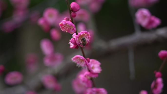 春季梅花粉红色蜜蜂采蜜高清4K白色腊梅