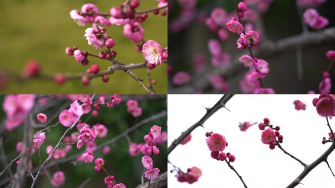 春季梅花粉红色蜜蜂采蜜高清4K白色腊梅