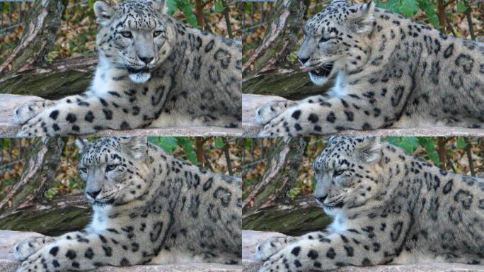 雪豹特写雪豹野生动物高清实拍大自然生态猫