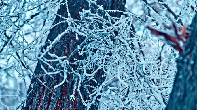 4K雾凇雪景 树挂